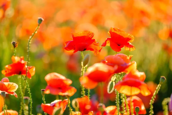 Blühende rote Mohnblumen auf einer Sommerwiese — Stockfoto