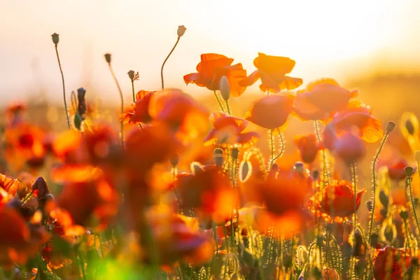 Floración de amapolas rojas en un prado de verano — Foto de Stock