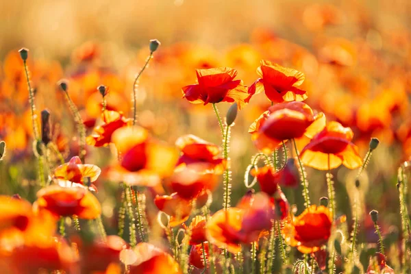 Poppy merah mekar di padang rumput musim panas — Stok Foto