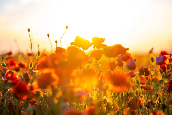 Blooming red poppies in a summer meadow — Stock Photo, Image