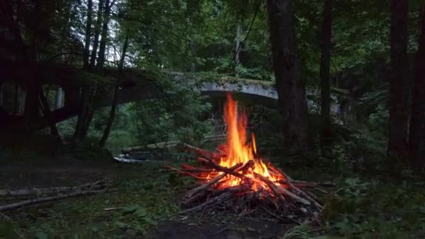 Fuego ardiendo en el bosque por la noche — Vídeos de Stock