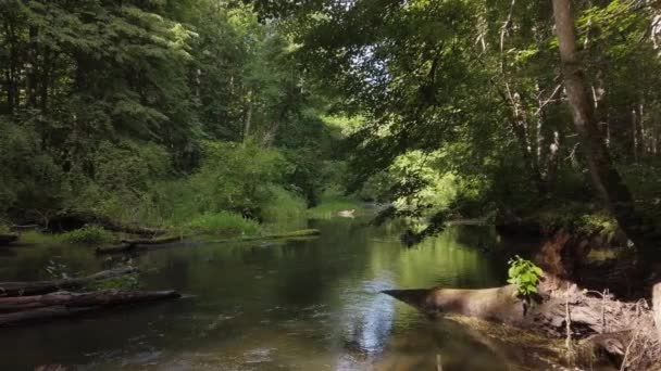 Klidná řeka tekoucí lesem — Stock video