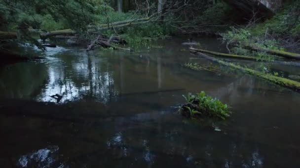 Ruscello sotto il vecchio ponte nella foresta — Video Stock