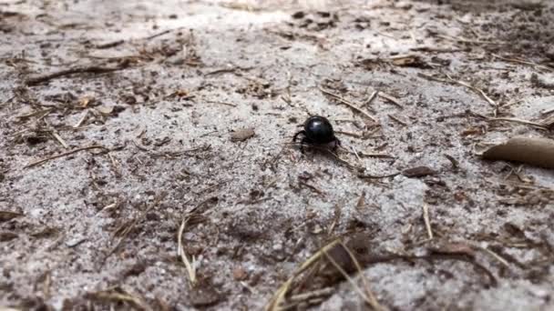 Σκαθάρια σέρνεται στο έδαφος στη φύση — Αρχείο Βίντεο
