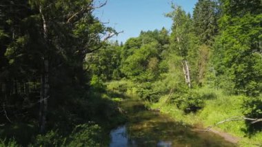 Yazın dereli yeşil orman