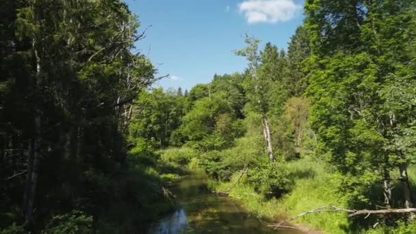 Zöld erdő patakkal nyáron — Stock videók