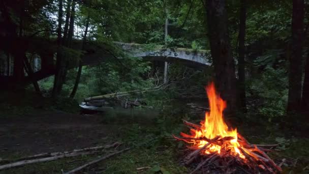 Eld brinner i skogen på kvällen — Stockvideo