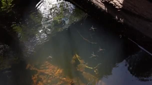 Bugs swimming in clean water — Stock Video