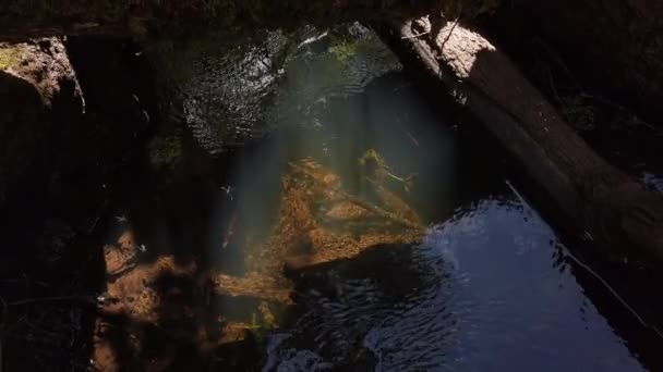 Ζωύφια που κολυμπούν σε καθαρό νερό — Αρχείο Βίντεο