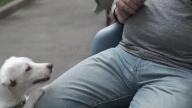 Tatlı köpek sahibi atıştırmak için yalvarıyor.