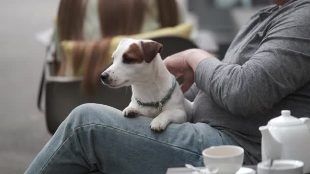 Mahsul adam sokak kafesinde köpeğini okşuyor. — Stok video