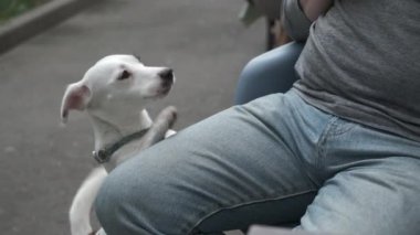 Tatlı köpek sahibi atıştırmak için yalvarıyor.