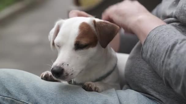 Crop man scratching and stroking puppy — Stock Video