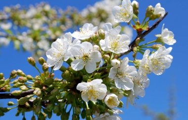 Mavi arka planda kiraz çiçekleri dalları