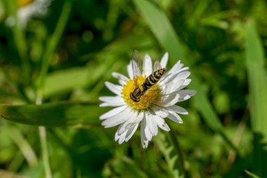 Güneşli bir günde, küçük papatya çiçeğinin üzerindeki yaban arısının makro görüntüsü.