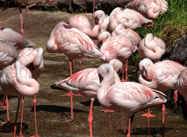 Group of beautiful pink famingos