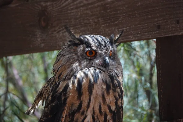 Gran Búho Cuernos Búho Águila Árbol —  Fotos de Stock