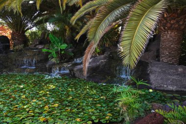 Palmiye ağaçları, nilüferler ve küçük şelaleleri olan egzotik bir bahçe.
