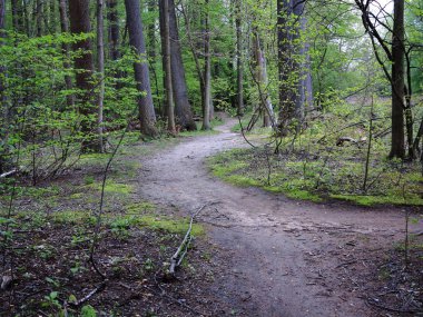 Yeşil orman yolu. Koyu yeşil orman manzara ile iz.