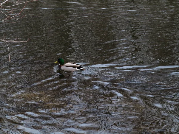 Duck Swimming Wake Wild Duck Swimming Pond — Stock Photo, Image