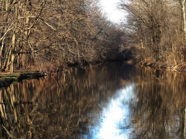 Nehir ve orman - kış nehir yansımaları ile yapraksız bir orman yoluyla.