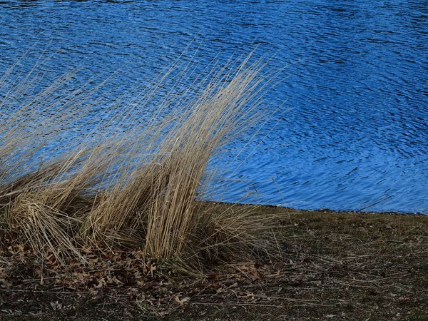 Herbe Haute Étang Herbe Printanière Pousse Bord Lac Bleu — Photo