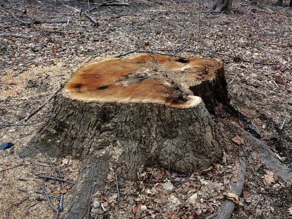 Tree Stump Freshly Cut Tree Stump Early Spring Late Winter — Stock Photo, Image