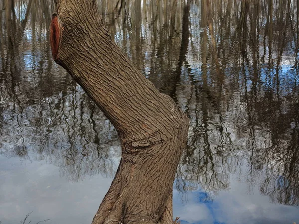 Drzewo Nad Jeziorem Blue Water Drzewo Staw Lasu Refleksje — Zdjęcie stockowe