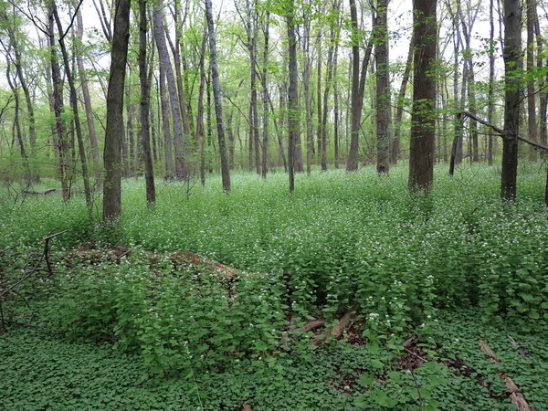春開花植物と緑の森の端の木のライン — ストック写真