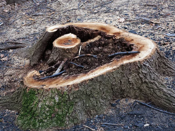 Tree Stump Freshly Cut Tree Stump Early Spring Late Winter — Stock Photo, Image