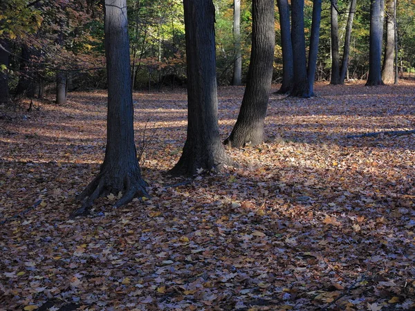 Ligne Arbres Feuilles Arbres Tombés Automne — Photo