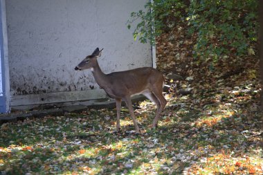 Arka bahçesinde geyik - vahşi geyik banliyö bahçesinde hayvanlar için yem.