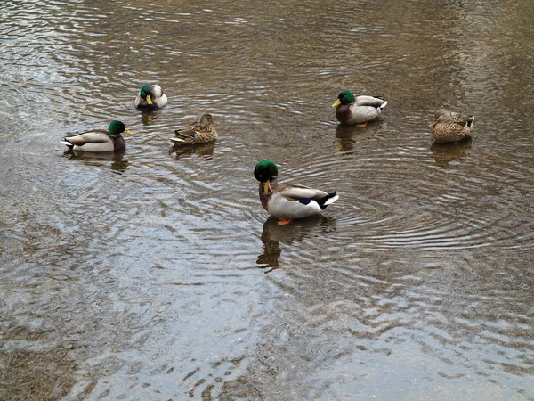 アヒルとコピー スペース 泥水で汚れた池の野鳥 — ストック写真