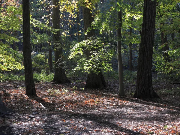 Ligne Arbres Automne Bord Une Forêt Verte Avec Des Feuilles — Photo