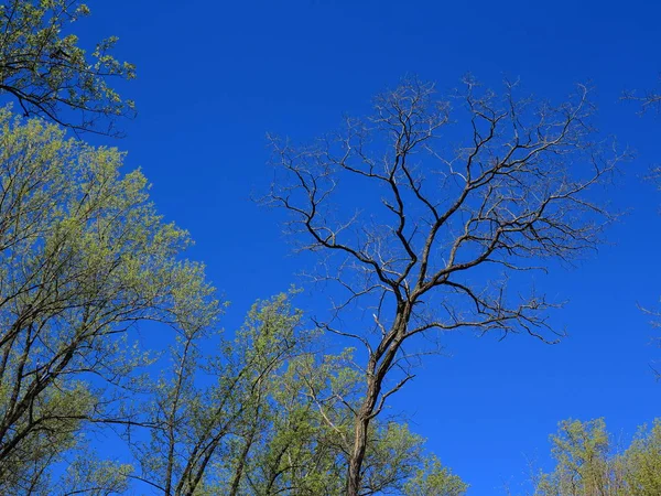 秋の色 ディープ ブルーの空と秋の色の秋の木 — ストック写真