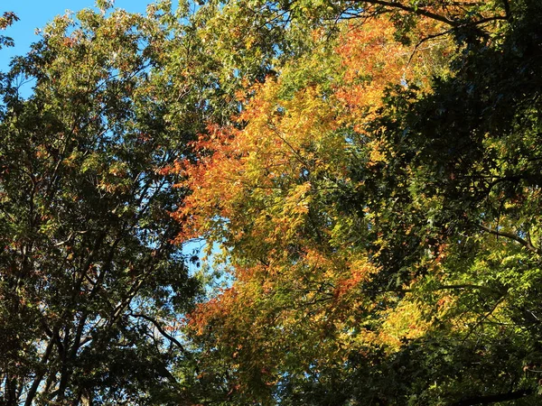 Sonbahar Renkleri Derin Sonbahar Renkleri Ağaçlarda Sonbahar — Stok fotoğraf