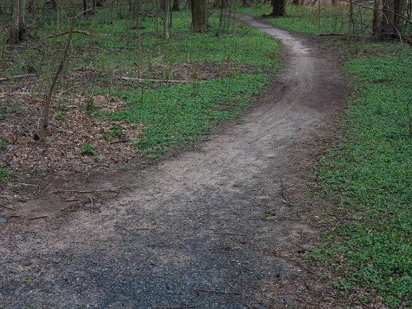 Yeşil Orman Trail Koyu Yeşil Orman Manzara Ile Yol — Stok fotoğraf