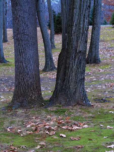 Árboles Suelo Forestal Árboles Del Bosque Patrón Con Espacio Para — Foto de Stock