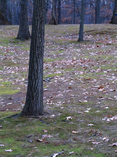 Árboles Suelo Forestal Bosque Escena Naturaleza Con Espacio Para Copiar — Foto de Stock