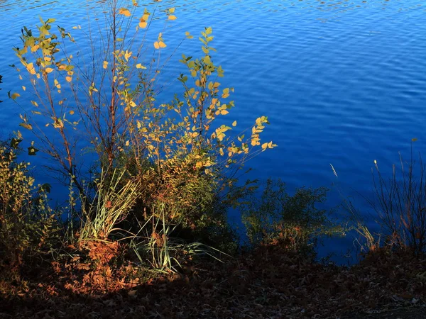 Hoge Planten Vijver Lente Planten Gras Groeien Aan Waterkant Van — Stockfoto