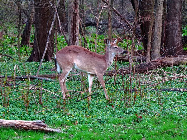 地元の鹿 ニュージャージー郊外の裏庭近くの野生の鹿 — ストック写真