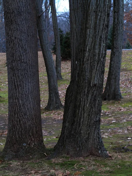 Bomen Bosbodem Bos Bomen Een Patroon Met Kopieer Ruimte — Stockfoto