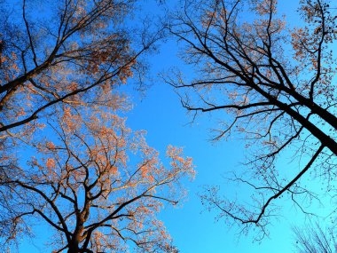 Sonbahar renkleri - derin sonbahar renkleri ile kopya alanı ağaçlarda sonbahar.