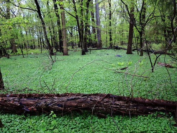 コピー スペースと暗い緑の森の風景 — ストック写真