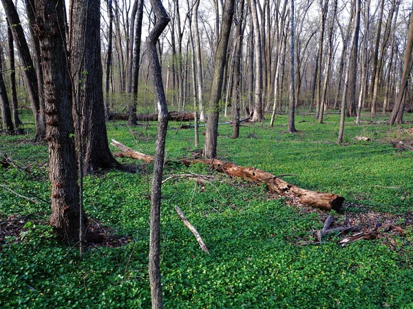 Dunkelgrüne Waldlandschaft Mit Kopierraum — Stockfoto