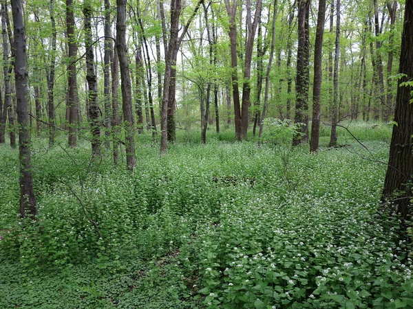 Paisagem Floresta Verde Escura Com Espaço Cópia — Fotografia de Stock