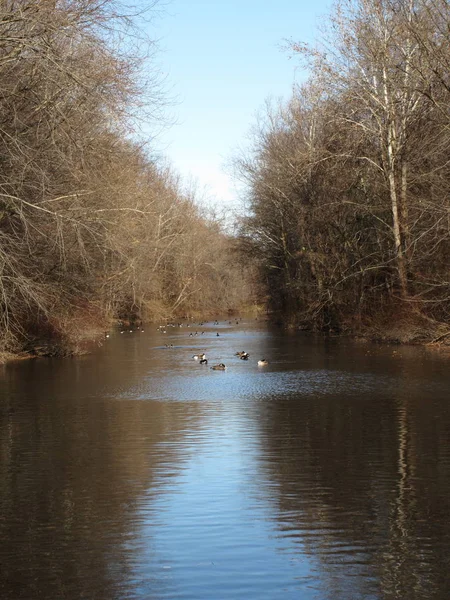 Rivier Bos Reflecties Winter Rivier Door Een Bladloos Bos Met — Stockfoto