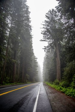 Uzun Ağaçlar Korusu 'ndaki dev Sekoya ağaçları, Redwood Ulusal Parkı, Kaliforniya