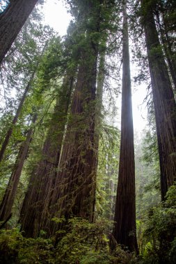 Uzun Ağaçlar Korusu 'ndaki dev Sekoya ağaçları, Redwood Ulusal Parkı, Kaliforniya