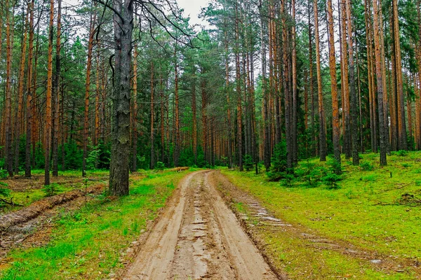 Prašná cesta v lese — Stock fotografie